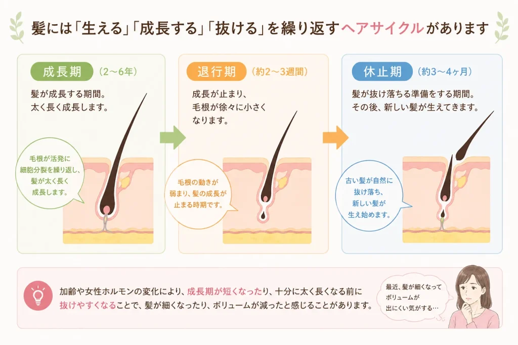 正常なヘアサイクルの仕組みと、加齢や女性ホルモンの変化で成長期が短くなり髪が細くなる原因を解説した図